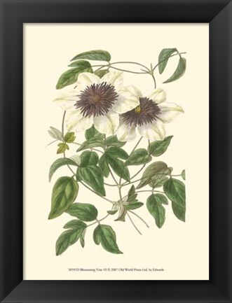 Framed Blossoming Vine VI Print