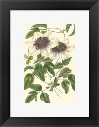 Framed Blossoming Vine VI Print