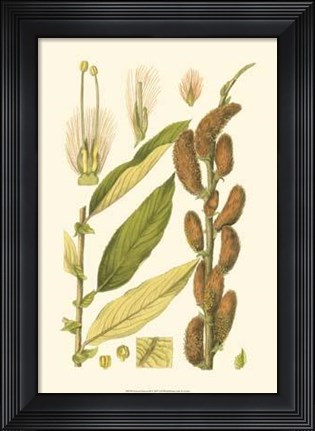 Framed Natural Harvest II Print