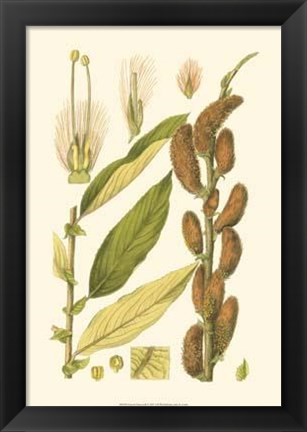Framed Natural Harvest II Print