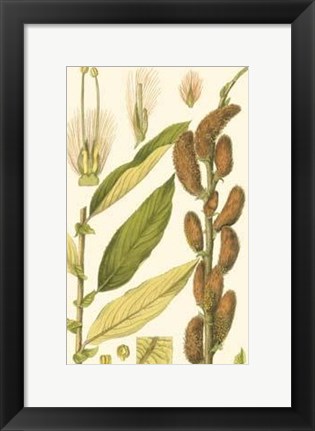 Framed Natural Harvest II Print