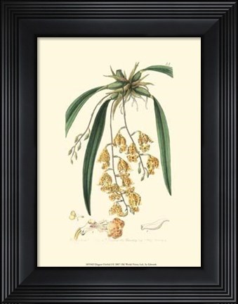 Framed Elegant Orchid I Print