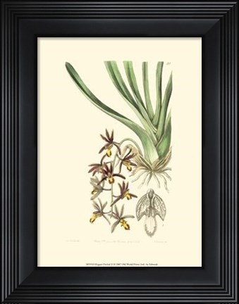 Framed Elegant Orchid II Print