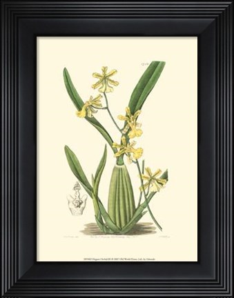 Framed Elegant Orchid III Print