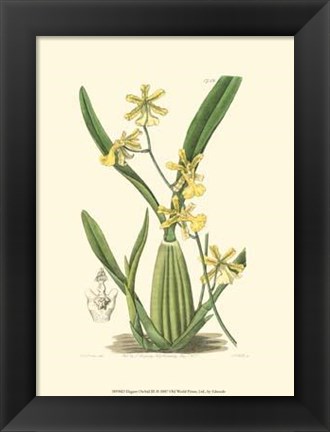 Framed Elegant Orchid III Print
