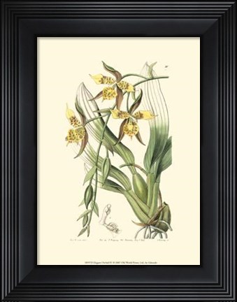 Framed Elegant Orchid IV Print