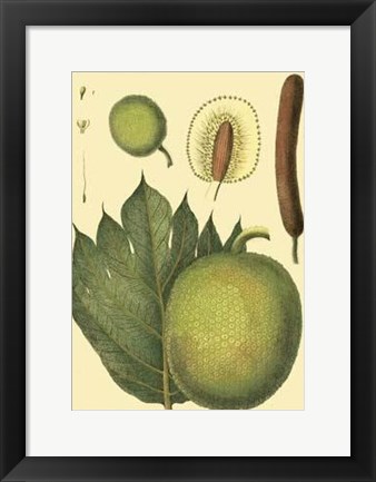 Framed Exotic Melons I Print