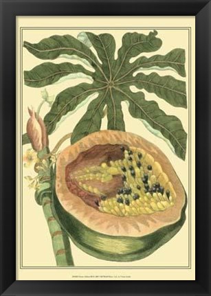 Framed Exotic Melons III Print
