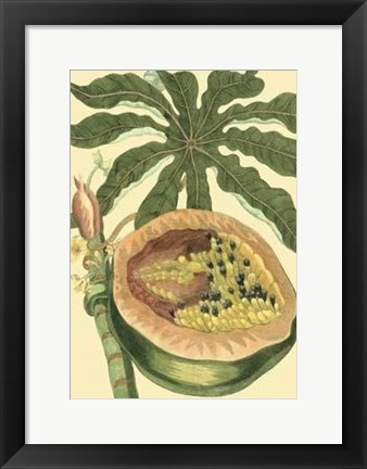Framed Exotic Melons III Print