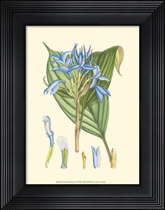 Framed Periwinkle Blooms I Print