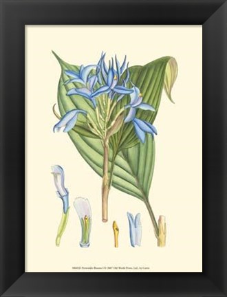 Framed Periwinkle Blooms I Print
