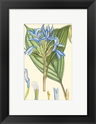 Framed Periwinkle Blooms I Print