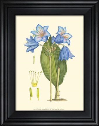 Framed Periwinkle Blooms II Print