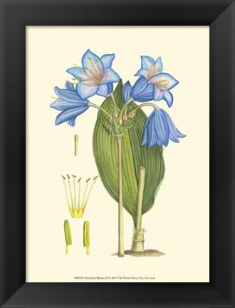 Framed Periwinkle Blooms II Print