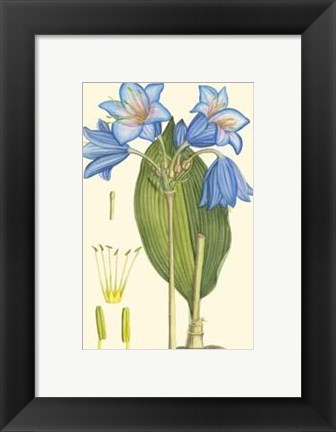 Framed Periwinkle Blooms II Print