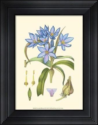 Framed Periwinkle Blooms III Print