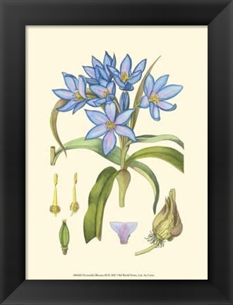 Framed Periwinkle Blooms III Print