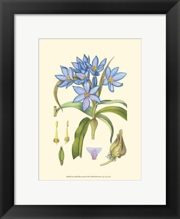 Framed Periwinkle Blooms III Print