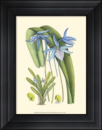 Framed Periwinkle Blooms IV Print