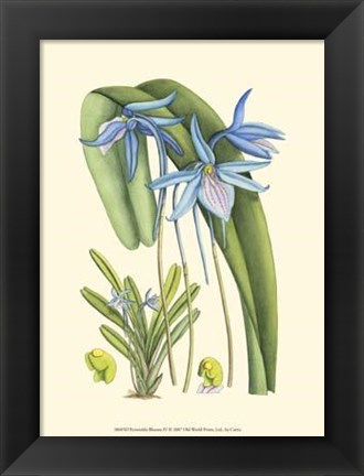 Framed Periwinkle Blooms IV Print