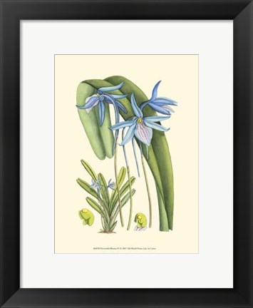 Framed Periwinkle Blooms IV Print