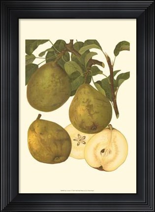 Framed Pear Varieties I Print