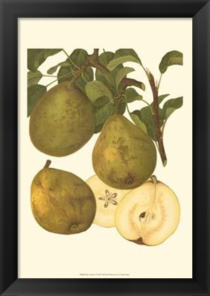 Framed Pear Varieties I Print