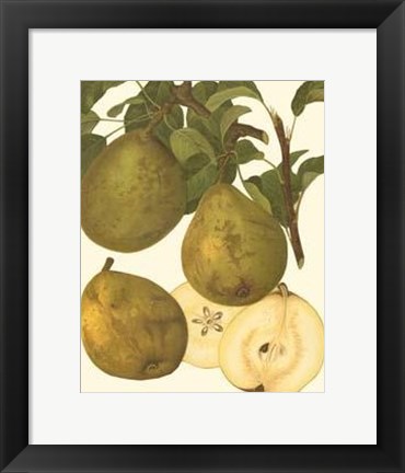 Framed Pear Varieties I Print