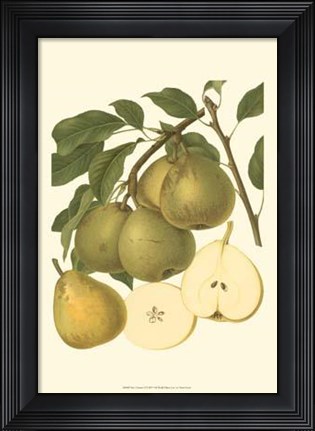 Framed Pear Varieties II Print