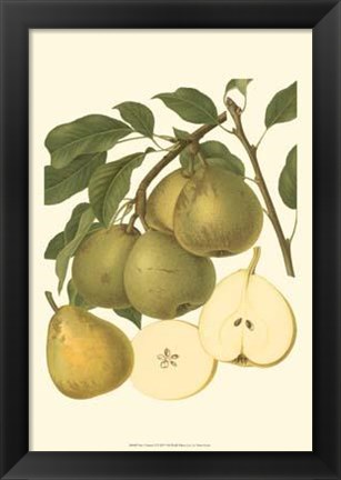 Framed Pear Varieties II Print