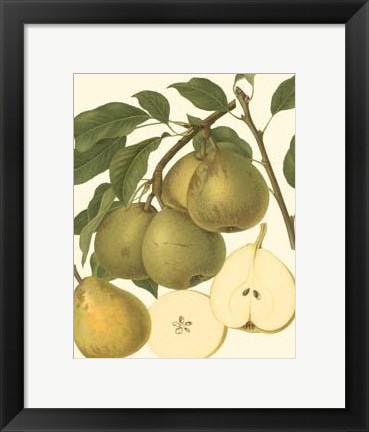 Framed Pear Varieties II Print