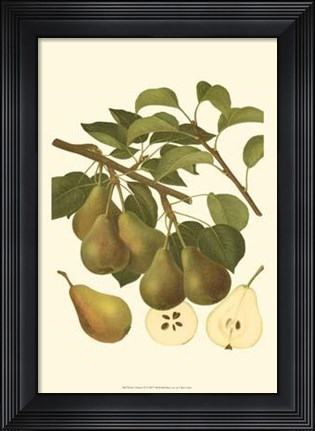 Framed Pear Varieties III Print