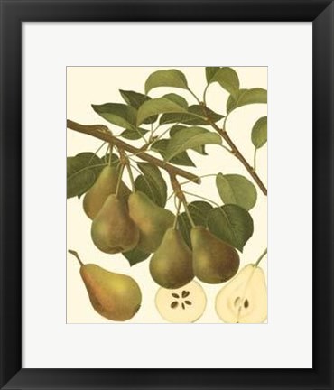 Framed Pear Varieties III Print