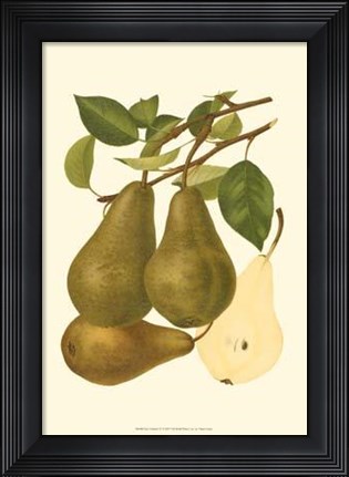 Framed Pear Varieties IV Print