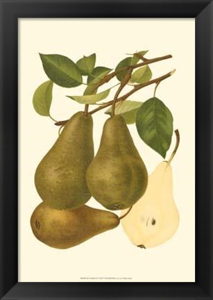 Framed Pear Varieties IV Print