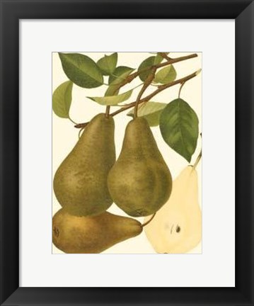 Framed Pear Varieties IV Print