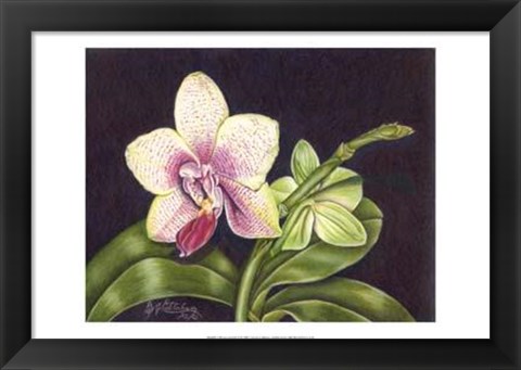 Framed Vibrant Orchid II Print