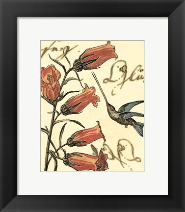 Framed Small Hummingbird Reverie II Print