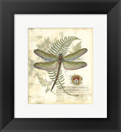 Framed Mini Regal Dragonfly I Print