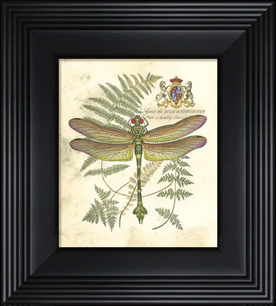 Framed Mini Regal Dragonfly III Print