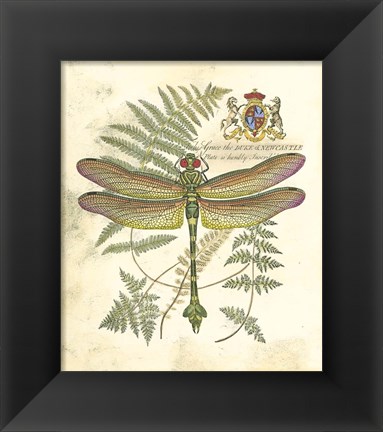 Framed Mini Regal Dragonfly III Print