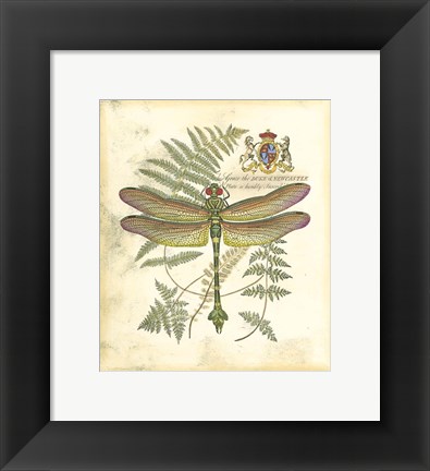 Framed Mini Regal Dragonfly III Print