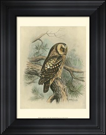 Framed Tengmalm&#39;s Owl Print