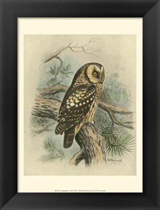 Framed Tengmalm&#39;s Owl Print