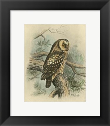 Framed Tengmalm&#39;s Owl Print