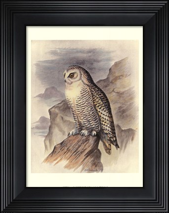 Framed Snowy Owl Print