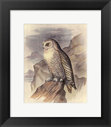 Framed Snowy Owl Print
