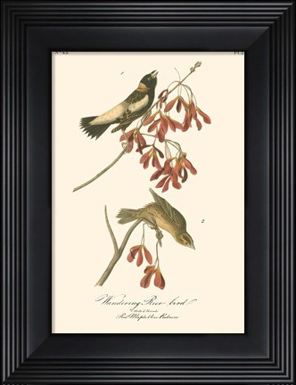 Framed Wandering Rice Bird Print