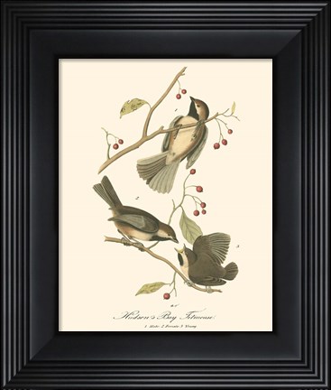 Framed Hudson's Bay Titmouse Print
