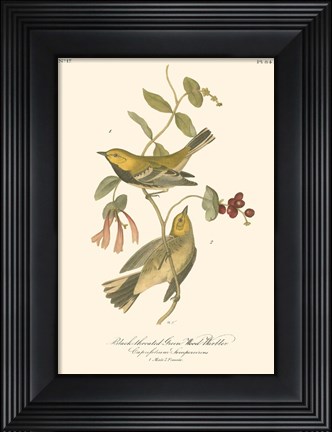Framed Black-Throated Green Wood Warbler Print